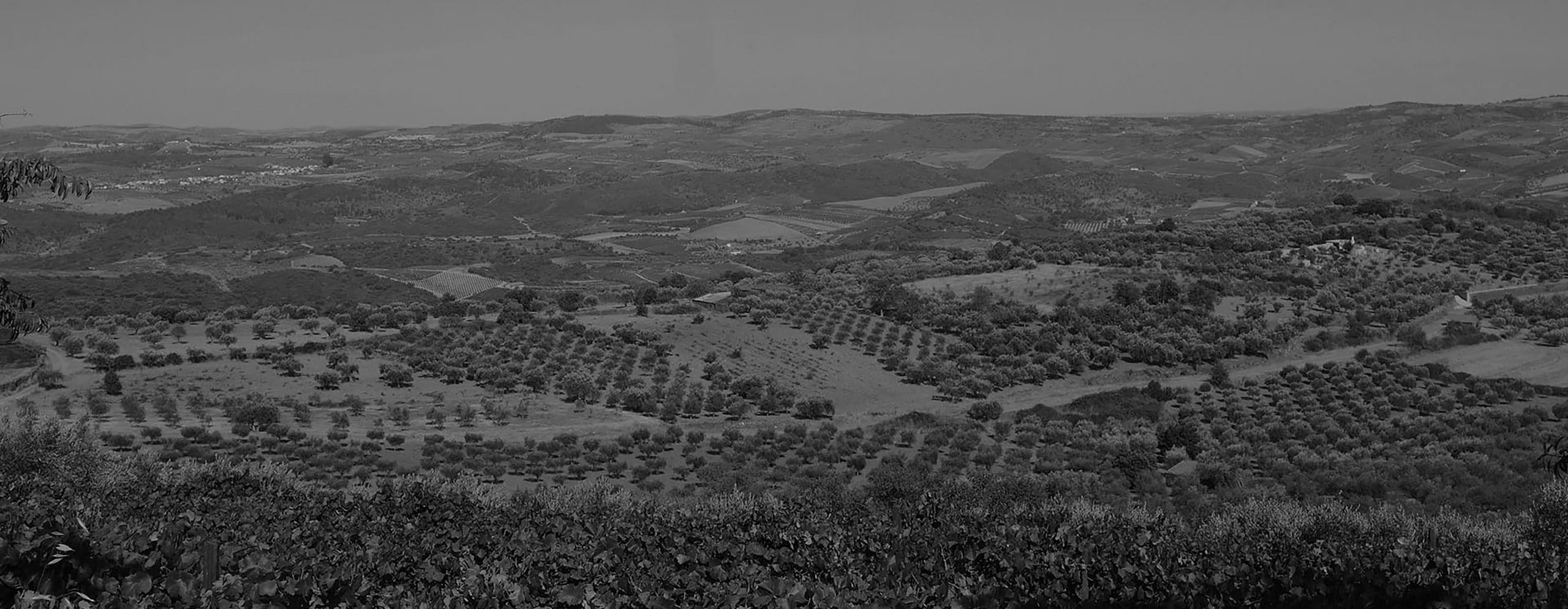 Vale Douro - Vue depuis la vigne