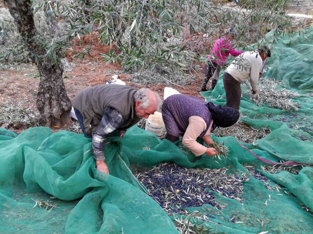 Vale douro - Huile d'olive solidaire
