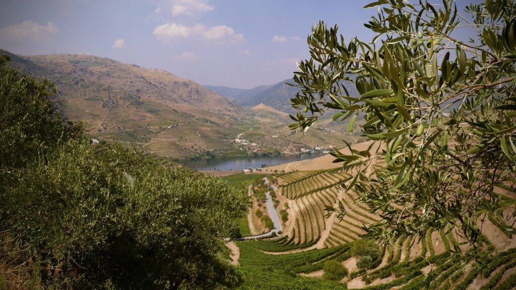 Huile d'olive Vale Douro