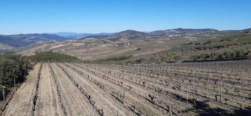 Vale da Teja - Vale Douro - le vignoble