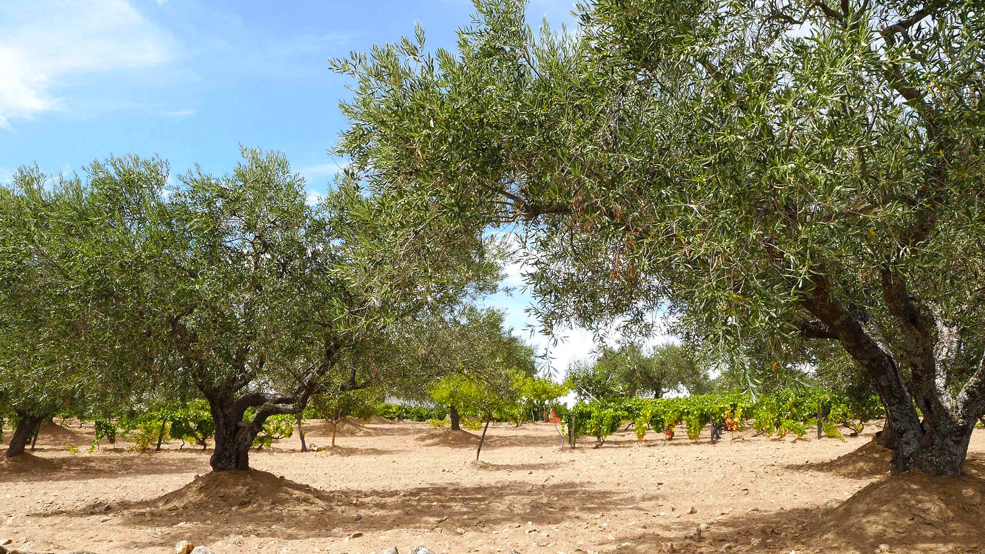 VALE DOURO - Oliveraies MEDA