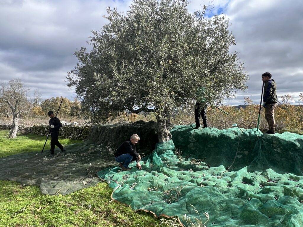 Récolte des olives pour presser une huile d'olive Portugaise inimitable