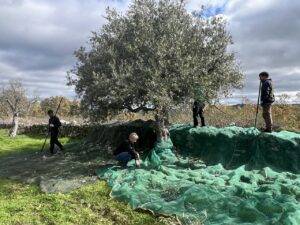 Récolte des olives pour presser une huile d'olive Portugaise inimitable